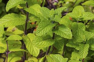 Pfefferminze. Foto: jahmaica - Fotolia