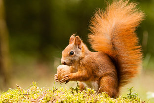 Eichhörnchen. Foto: Jaroslav Silhan - Fotolia